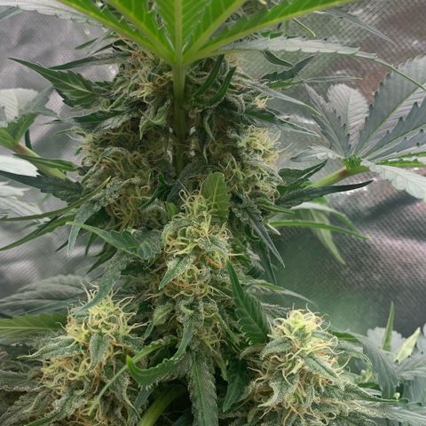 Blueberry Fast 00 Seeds #2 growlog timeline photo