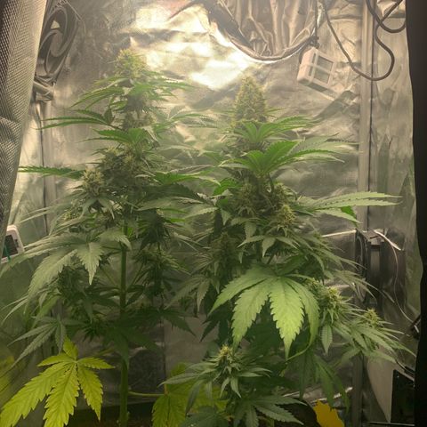 Blueberry Fast 00 Seeds #2 growlog timeline photo