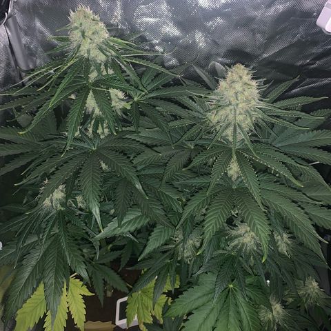 Blueberry Fast 00 Seeds #2 growlog timeline photo