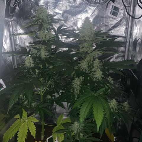 Blueberry Fast 00 Seeds #2 growlog timeline photo