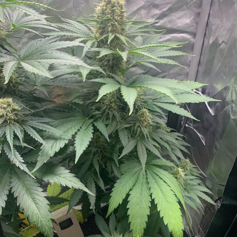 Blueberry Fast 00 Seeds #2 growlog timeline photo