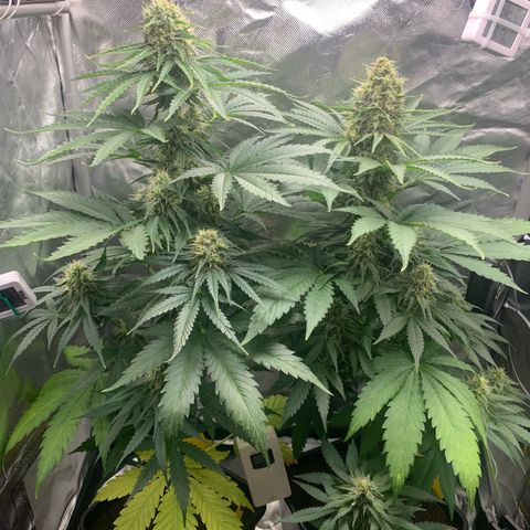 Blueberry Fast 00 Seeds #2 growlog timeline photo