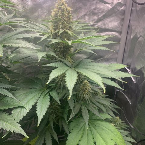Blueberry Fast 00 Seeds #2 growlog timeline photo