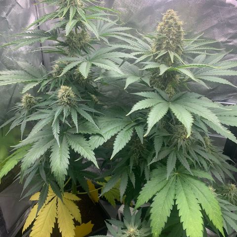Blueberry Fast 00 Seeds #2 growlog timeline photo