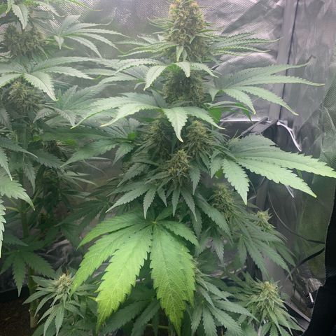 Blueberry Fast 00 Seeds #2 growlog timeline photo
