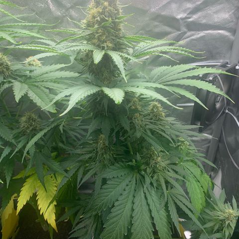 Blueberry Fast 00 Seeds #2 growlog timeline photo