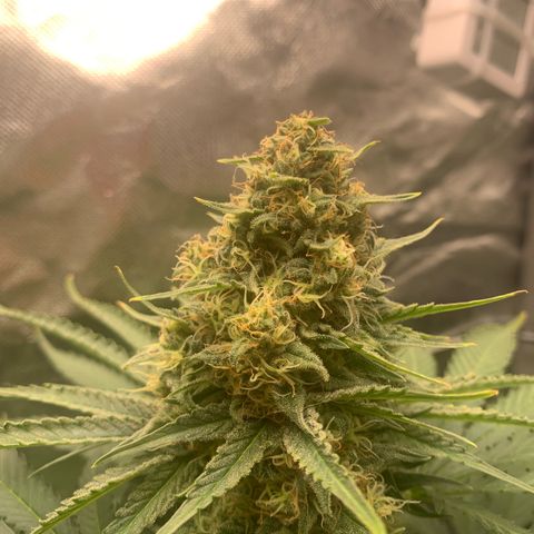 Blueberry Fast 00 Seeds #2 growlog timeline photo