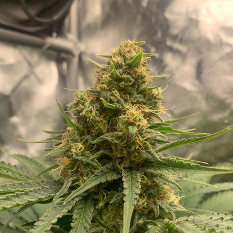Blueberry Fast 00 Seeds #2 growlog timeline photo