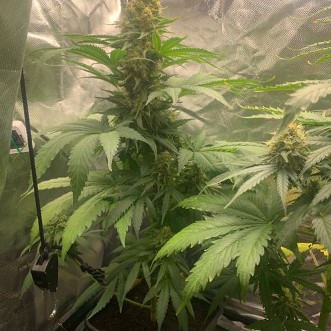 Blueberry Fast 00 Seeds #2 growlog timeline photo
