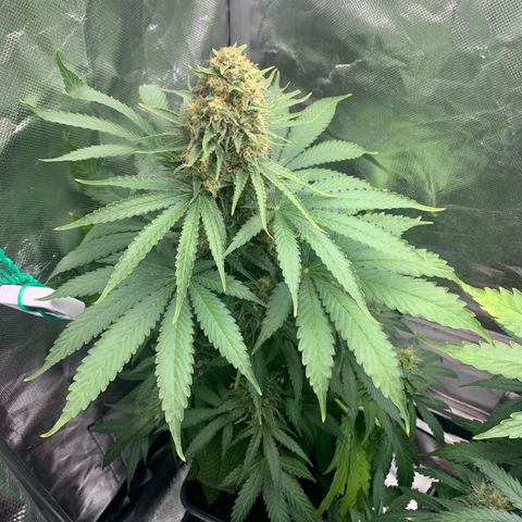 Blueberry Fast 00 Seeds #2 growlog timeline photo