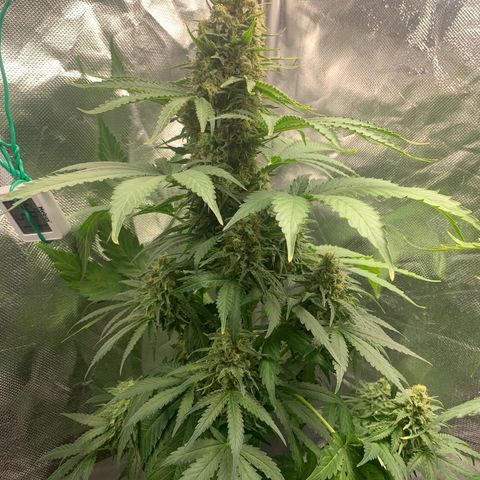 Blueberry Fast 00 Seeds #2 growlog timeline photo