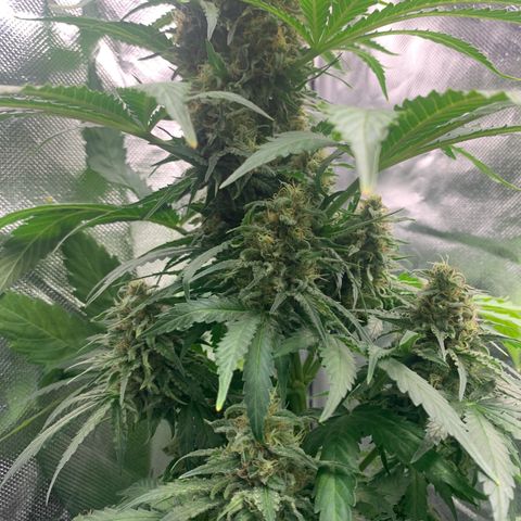 Blueberry Fast 00 Seeds #2 growlog timeline photo