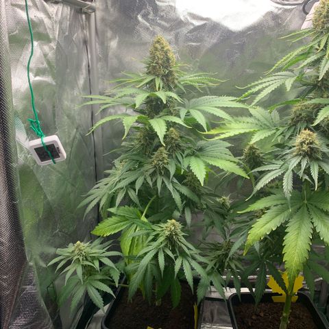 Blueberry Fast 00 Seeds #2 growlog timeline photo