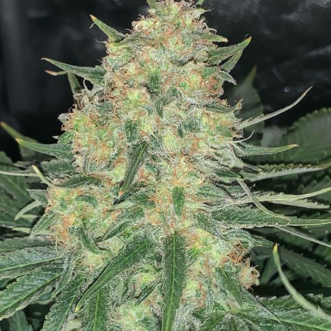 Blueberry Fast 00 Seeds #2 growlog timeline photo