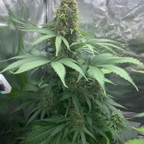 Blueberry Fast 00 Seeds #2 growlog timeline photo