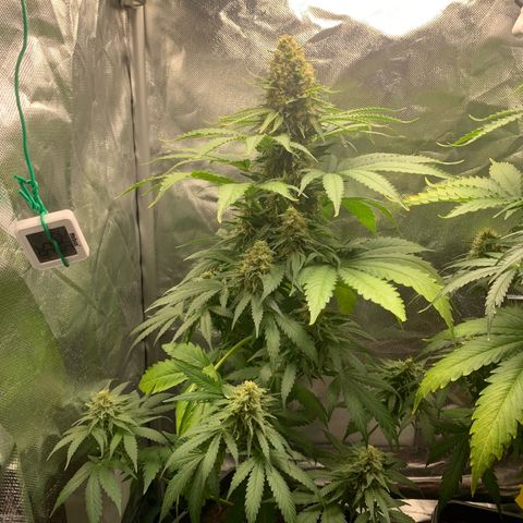 Blueberry Fast 00 Seeds #2 growlog timeline photo