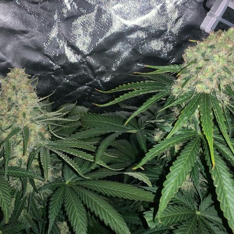 Blueberry Fast 00 Seeds #2 growlog timeline photo