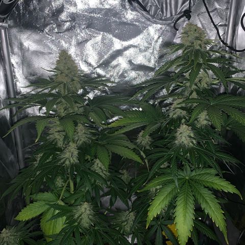 Blueberry Fast 00 Seeds #2 growlog timeline photo