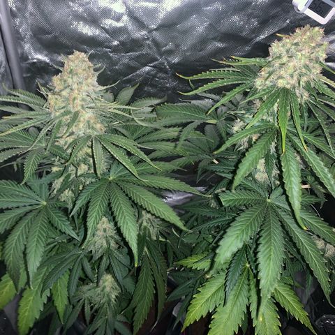 Blueberry Fast 00 Seeds #2 growlog timeline photo