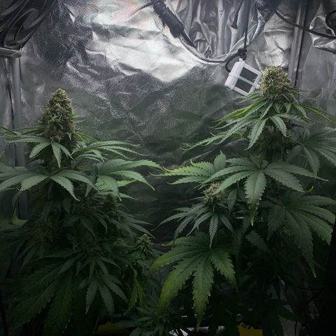 Blueberry Fast 00 Seeds #2 growlog timeline photo