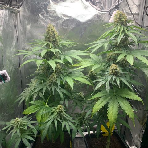 Blueberry Fast 00 Seeds #2 growlog timeline photo