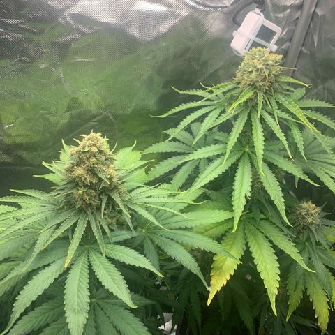 Blueberry Fast 00 Seeds #2 growlog timeline photo