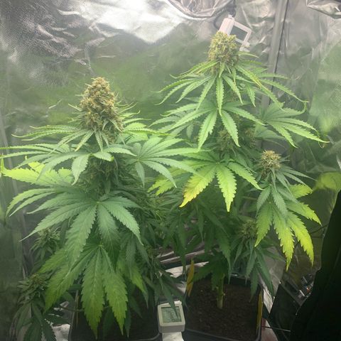 Blueberry Fast 00 Seeds #2 growlog timeline photo