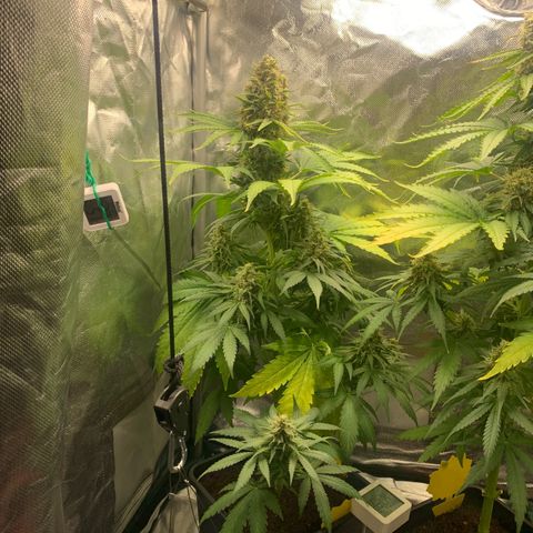 Blueberry Fast 00 Seeds #2 growlog timeline photo