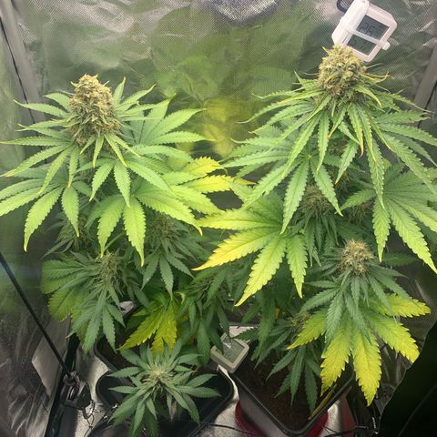 Blueberry Fast 00 Seeds #2 growlog timeline photo