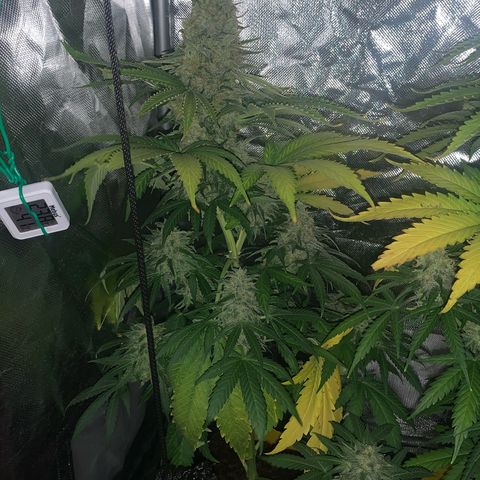 Blueberry Fast 00 Seeds #2 growlog timeline photo
