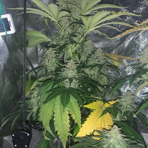 Blueberry Fast 00 Seeds #2 growlog timeline photo