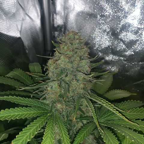 Blueberry Fast 00 Seeds #2 growlog timeline photo