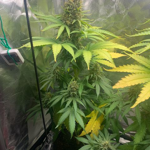 Blueberry Fast 00 Seeds #2 growlog timeline photo