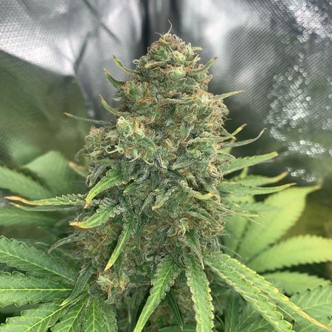 Blueberry Fast 00 Seeds #2 growlog timeline photo
