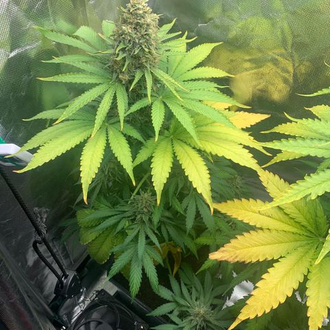 Blueberry Fast 00 Seeds #2 growlog timeline photo