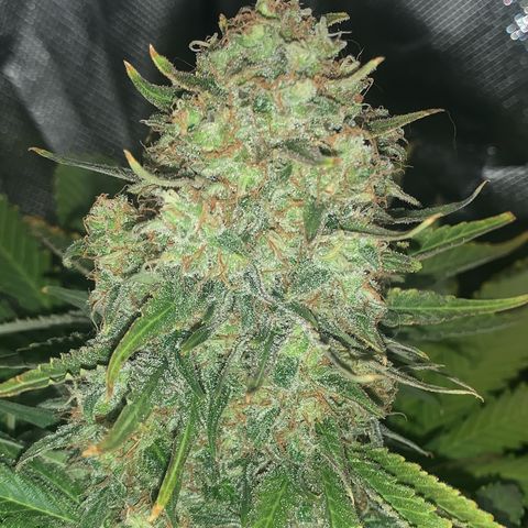 Blueberry Fast 00 Seeds #2 growlog timeline photo