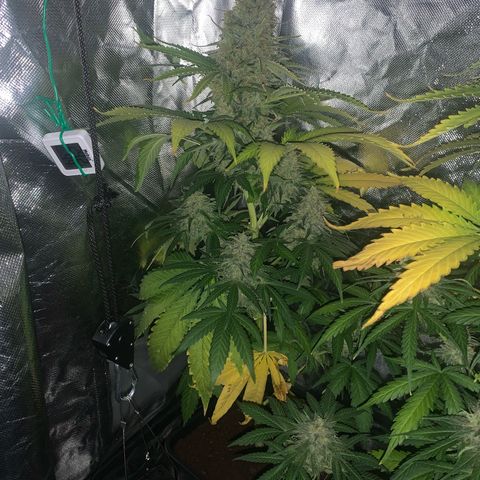 Blueberry Fast 00 Seeds #2 growlog timeline photo