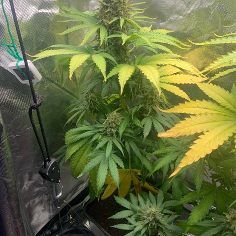 Blueberry Fast 00 Seeds #2 growlog timeline photo