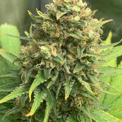 Blueberry Fast 00 Seeds #2 growlog timeline photo