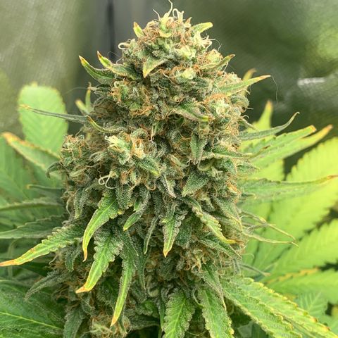 Blueberry Fast 00 Seeds #2 growlog timeline photo