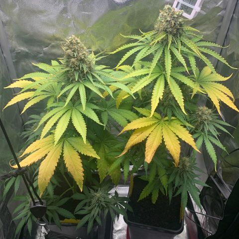 Blueberry Fast 00 Seeds #2 growlog timeline photo