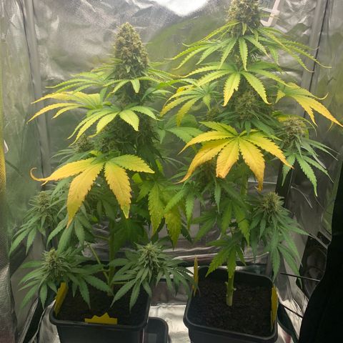 Blueberry Fast 00 Seeds #2 growlog timeline photo