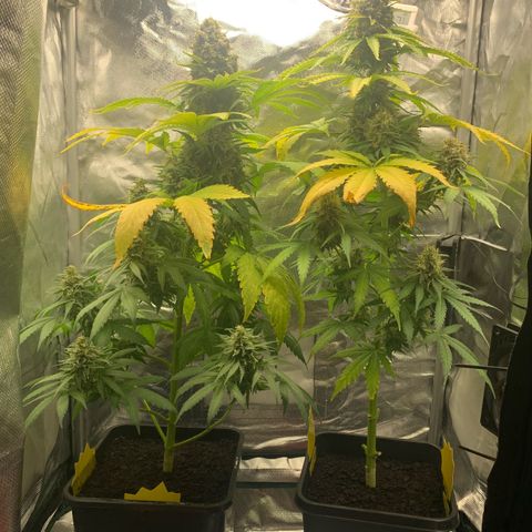 Blueberry Fast 00 Seeds #2 growlog timeline photo