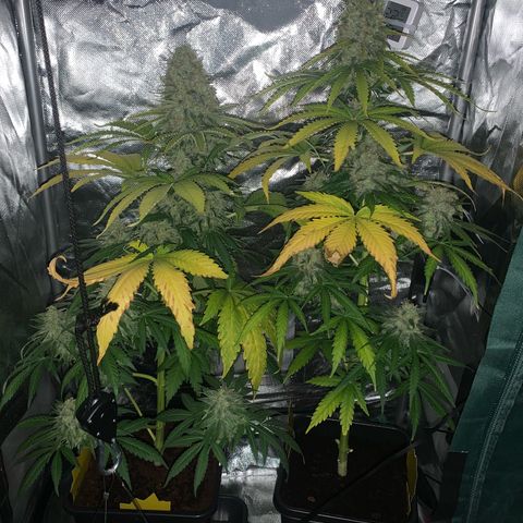 Blueberry Fast 00 Seeds #2 growlog timeline photo