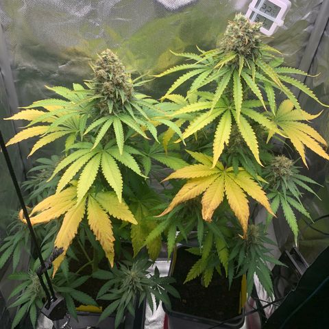Blueberry Fast 00 Seeds #2 growlog timeline photo