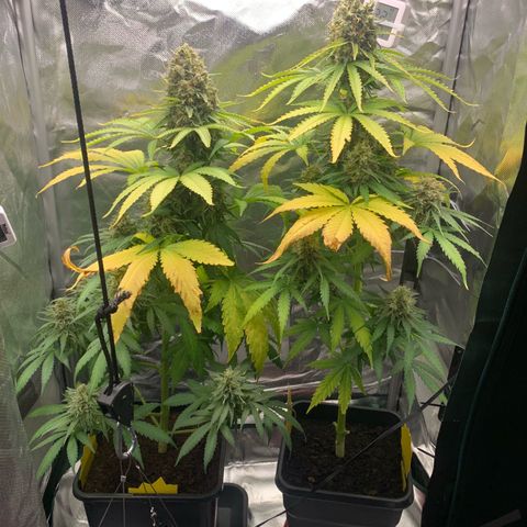 Blueberry Fast 00 Seeds #2 growlog timeline photo