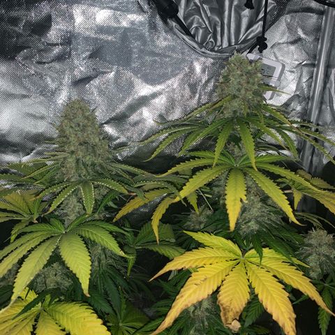 Blueberry Fast 00 Seeds #2 growlog timeline photo