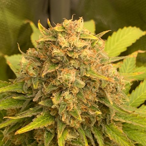 Blueberry Fast 00 Seeds #2 growlog timeline photo
