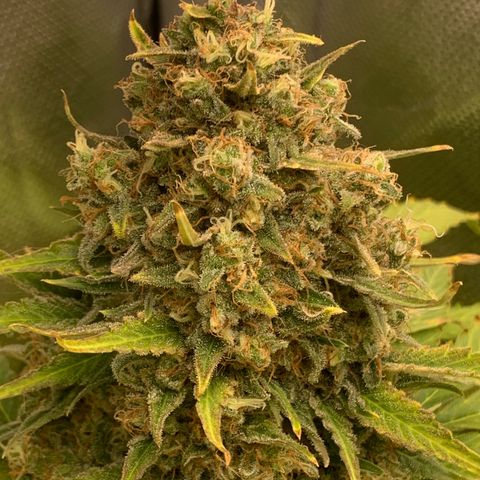 Blueberry Fast 00 Seeds #2 growlog timeline photo