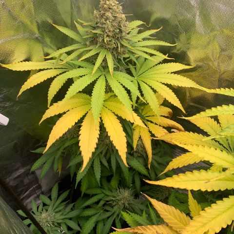 Blueberry Fast 00 Seeds #2 growlog timeline photo